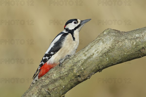 Great spotted woodpecker (Dendrocopos major), male, sitting on a branch, wildlife, animals, birds, woodpeckers, Wilnsdorf, North Rhine-Westphalia, Germany