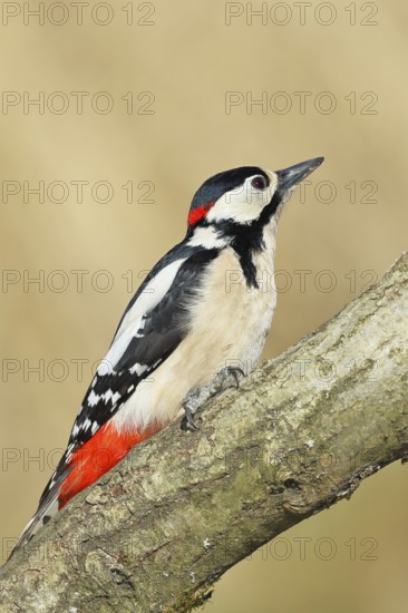 Great spotted woodpecker (Dendrocopos major), male, sitting on a branch, wildlife, animals, birds, woodpeckers, Wilnsdorf, North Rhine-Westphalia, Germany