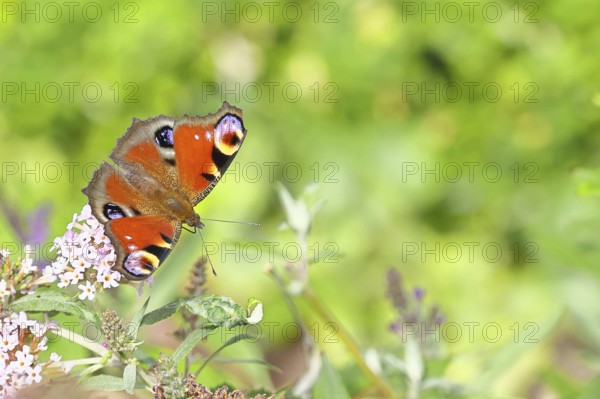 Peacock butterfly (Inachis io) sucking nectar on butterfly bush (Buddleja davidii), in a natural environment in the wild, close-up, wildlife, insects, butterflies, butterflies, Wilnsdorf, North Rhine-Westphalia, Germany