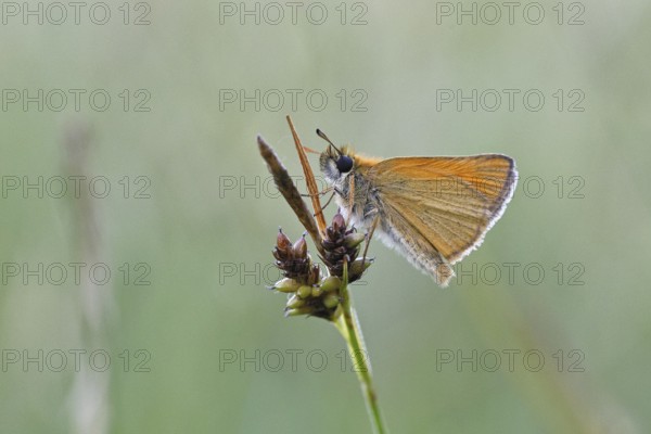 Large skipper (Ochlodes sylvanus, Augiades sylvanus), resting in the evening on a blade of grass in a meadow, close-up, macro photograph, Wilnsdorf, North Rhine-Westphalia, Germany