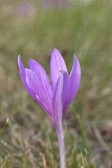 Autumn crocus (Colchicum autumnale), half-opened flower in a meadow, endangered, protected poisonous plant species, native nature, wet meadow, autumn messenger, season, autumn, bulbous plant, poisonous plant, Wilnsdorf, North Rhine-Westphalia, Germany