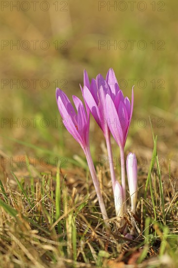 Autumn crocus (Colchicum autumnale), half-opened flowers in a meadow, endangered, protected poisonous plant species, native nature, wet meadow, autumn messenger, season, autumn, bulbous plant, poisonous plant, Wilnsdorf, North Rhine-Westphalia, Germany