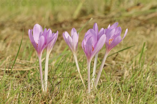 Autumn crocus (Colchicum autumnale), half-opened flowers in a meadow, endangered, protected poisonous plant species, native nature, wet meadow, autumn messenger, season, autumn, bulbous plant, poisonous plant, Wilnsdorf, North Rhine-Westphalia, Germany