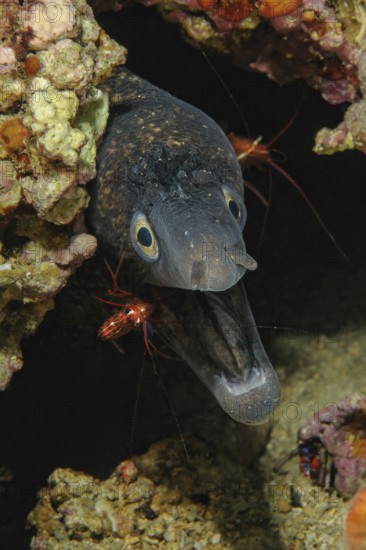 Underwater photo symbiotic behaviour symbiosis of Mediterranean moray eel (Muraena helena) opens its mouth and lets bristletail cleaner shrimp (Lysmata seticaudata) free it from parasites, Mediterranean Sea, Majorca, Spain