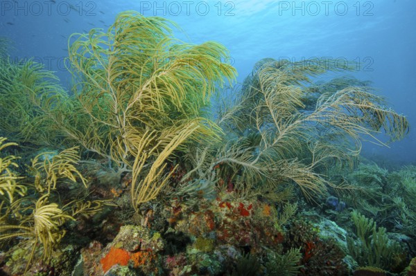 Underwater photo of Slimy Sea Plume (Pseudopterogorgia americana) Horn coral Horn coral species growing in coral reef, Caribbean, Carriacou, Grenada