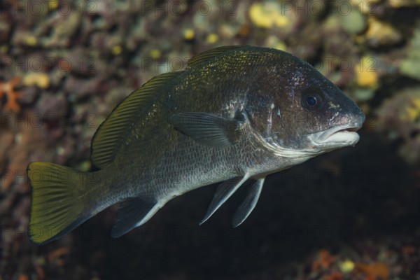 Underwater photo of common mullet (Sciaena umbra) hiding in a cave, Mediterranean Sea, Majorca, Balearic Islands, Spain