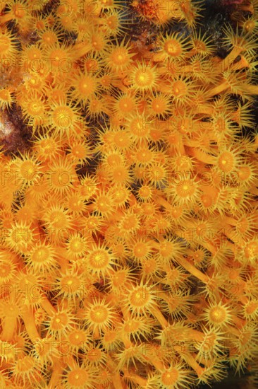 Underwater photo of colony of passively toxic poisonous marine animal Yellow cluster anemone (Parazoanthus axinellae), Mediterranean Sea, Majorca, Spain