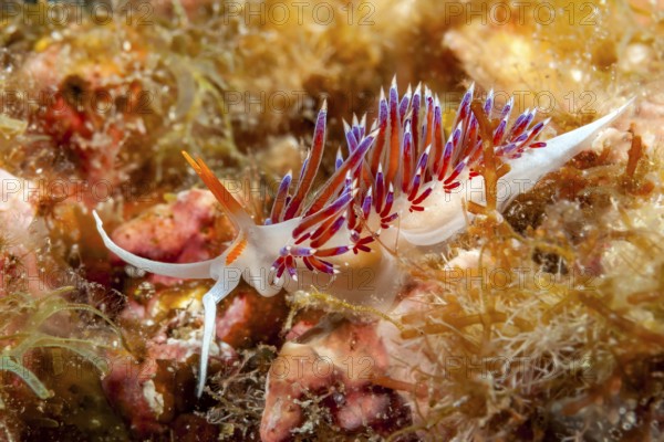Underwater photo of nudibranch (Cratena peregrina) travelling thread snail with long appendages, Mediterranean Sea, Gozo, Malta