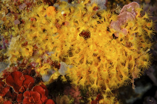Underwater photo of colony of passively toxic poisonous marine animal Yellow cluster anemone (Parazoanthus axinellae), Mediterranean Sea, Majorca, Spain