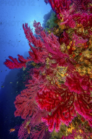 Underwater photo of Large fan of Red Violescent sea-whip (Paramuricea clavata), Mediterranean fan coral with outstretched coral polyps filtering plankton from current, Mediterranean Sea, Elba Island, Tuscany, Italy