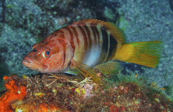 Underwater photo of close-up of Painted Comber (Serranus scriba), colour variant with red head, Mediterranean Sea, Giglio, Tuscany, Italy