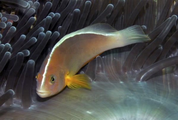 Underwater photo close-up symbiotic behaviour of orangeback white anemonefish (Amphiprion sandaracinos) clownfish and sea anemone (Stichodactyla mertensii) living together in symbiosis, Indian Ocean, Andaman Sea, Koh Lanta, Thailand