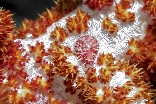 Underwater photo extreme close-up of egg cowrie (Diminovula punctata) Synonym (Ovula punctata) (Pseudosimnia punctata), very small 10 millimetre long sea snail cowrie lives in feeds on eggs of soft corals, Pacific Ocean, Philippine Sea, Philippines