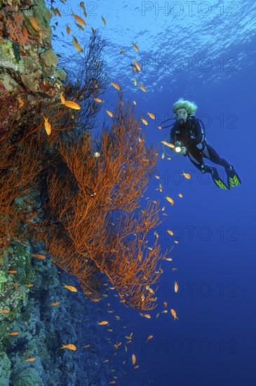 Underwater photo of Black coral (Antipathes dichotoma) growing on steep wall drop off of coral reef, in the background diver with small underwater lamp, Red Sea, Marsa Alam, Egypt