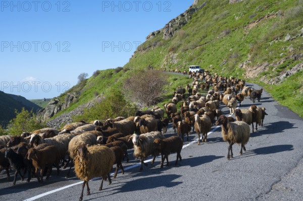 Large flock of sheep moving on a winding road through green hills, Amberd Gorge, with Mount Ararat in the background, Aragazotn province, Armenia