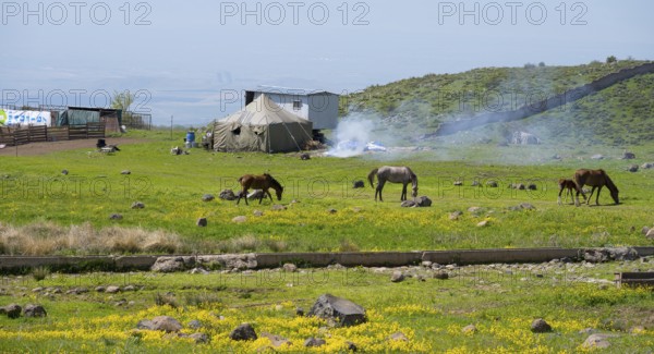 Tent and horses on a vast, blooming meadow in a mountain landscape, nomads, tents and caravans as summer camp, on the southern slopes of Aragaz, Aragats, Aragac, Alagyaz, Aragazotn province, Armenia