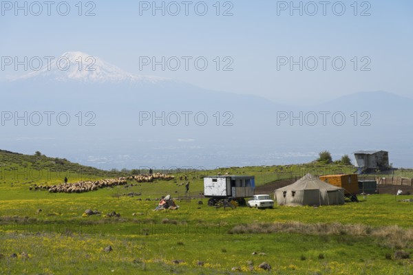Wide landscape with grazing sheep and tents, dominated by Mount Ararat, nomads, tents and caravans as summer camps, on the southern slopes of Aragaz, Aragats, Aragac, Alagyaz, Aragazotn province, Armenia