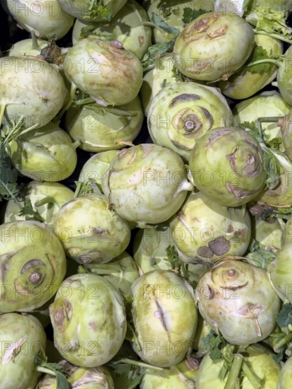 Kohlrabi tubers freshly harvested by farmer on display at weekly market market, Germany