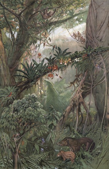 Jungle in the central Amazon region, Brazil, authentic reproduction of a school mural, historical, around 1900