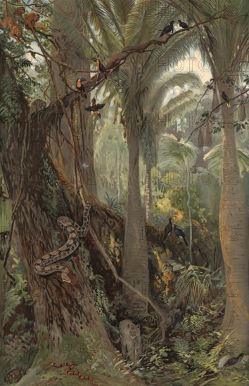 Scene in the Brazilian rainforest, authentic reproduction of a school mural, historical, around 1900