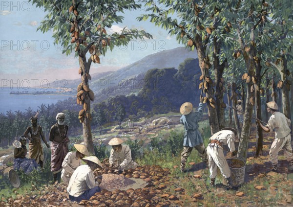 German colony, cocoa harvest in Samoa, authentic reproduction of a school mural, historical, around 1900