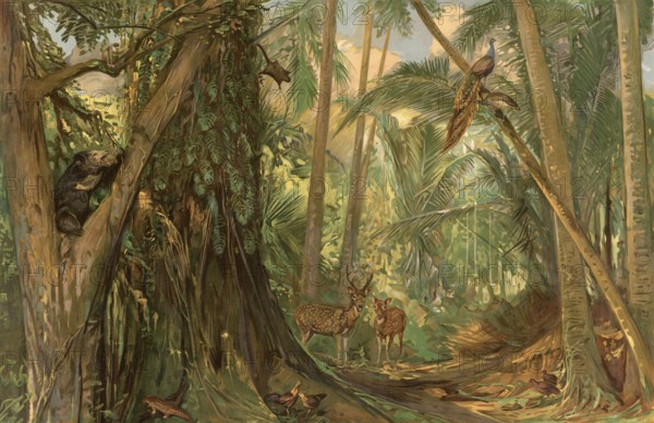 Landscape in the jungle of Ceylon, Sri Lanka, authentic reproduction of a school mural, historical, around 1900