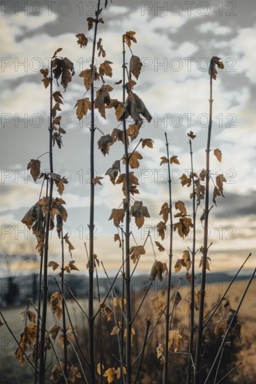 Dried leaves on branches against a cloudy sky, melancholy autumn picture, Ternitz, Lower Austria, Austria