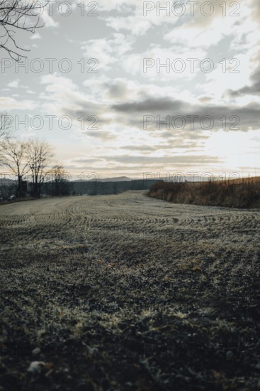 Field at sunrise, barren trees on horizon and cloudy sky, Ternitz, Lower Austria, Austria