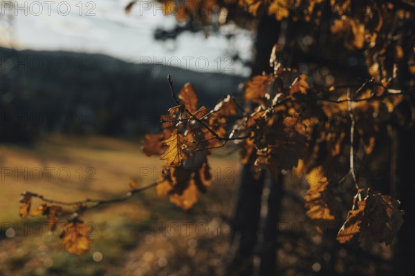 Autumn leaves in sunlight, golden lighting, Ternitz, Lower Austria, Austria