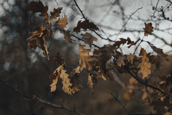 Close-up of dried oak leaves on a branch, Ternitz, Lower Austria, Austria