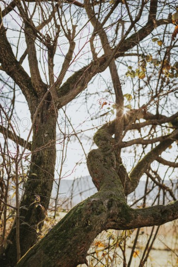 Tangled tree branches with sunlight and sparse leaves, Ternitz, Lower Austria, Austria