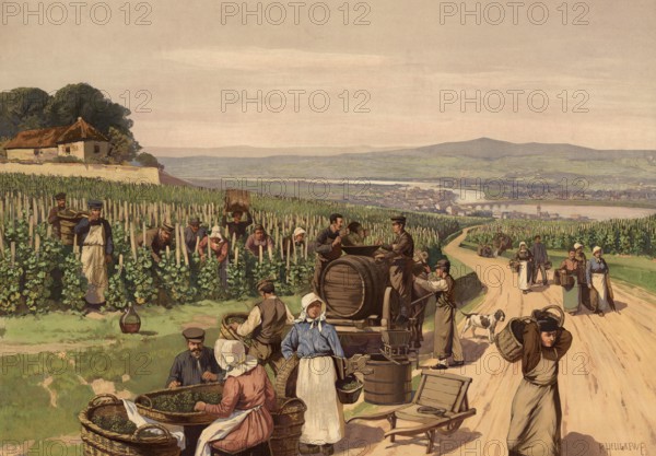 Vintage in Champagne in France, authentic reproduction of a school mural, historic, around 1900