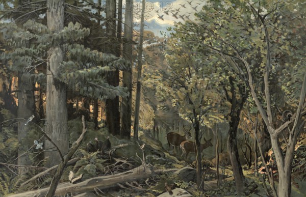 Forest in the Allegheny Mountains, Appalachian region, stretches south-southwest more than 800 km from northern Pennsylvania to southwestern Virginia, America, authentic reproduction of a school mural, historic, around 1900