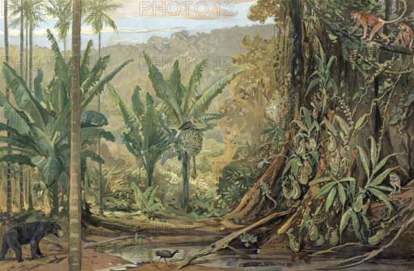 Jungle in Borneo, an island in the Malay Archipelago in Southeast Asia, Sunda Island, authentic reproduction of a school mural, historic, around 1900