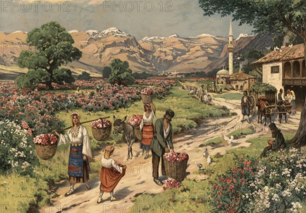 Rose harvest for perfume production in Bulgaria, authentic reproduction of a school mural, historical, around 1900