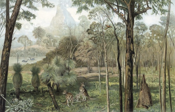 Eucalyptus forest in South Australia, authentic reproduction of a school mural, historic, around 1900
