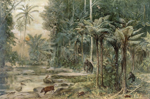 Rainforest on the equator in West Africa, authentic reproduction of a school mural, historical, around 1900