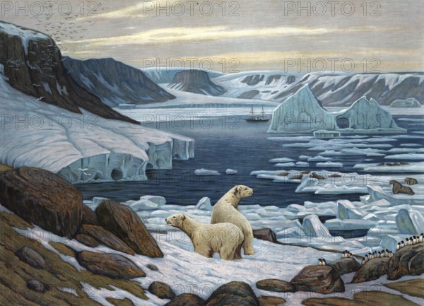 Polar Landscape with Polar Bears, Arctic, Authentic Reproduction of a School Mural, Historic, Around 1900, Two Polar Bears Explore an Icy, Arctic Coastal Landscape