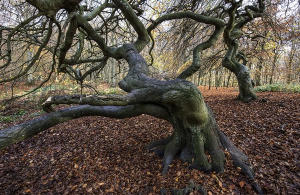 SÃ¼ntelbuchen (Fagus sylvatica), cripple beeches, Hexenwald, Semper Forest Park, near Lietzow, RÃ¼gen, Mecklenburg-Western Pomerania, Germany