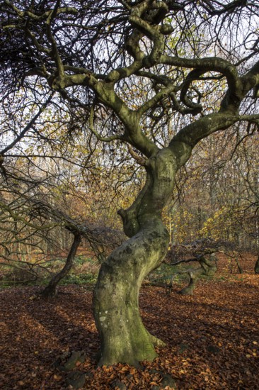 SÃ¼ntelbuchen (Fagus sylvatica), cripple beeches, Hexenwald, Semper Forest Park, near Lietzow, RÃ¼gen, Mecklenburg-Western Pomerania, Germany