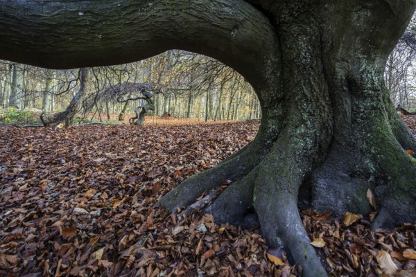 SÃ¼ntelbuchen (Fagus sylvatica), cripple beeches, Hexenwald, Semper Forest Park, near Lietzow, RÃ¼gen, Mecklenburg-Western Pomerania, Germany