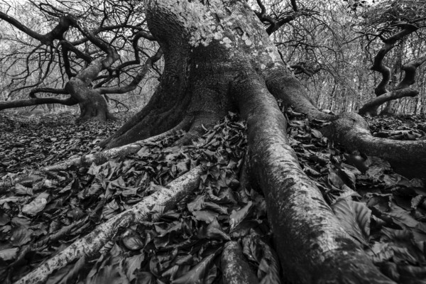 SÃ¼ntelbuchen (Fagus sylvatica), cripple beeches, Hexenwald, Semper Forest Park, black and white photo, near Lietzow, RÃ¼gen, Mecklenburg-Western Pomerania, Germany
