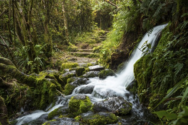 Hiking trail in the forest, waterfall on the trail, ferns, mosses and lichens. Dawson Falls Walking Tracks, Egmont National Park, Taranaki Region, North Island, New Zealand