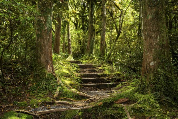 Hiking trail in the forest, old trees, ferns, mosses and lichens. Dawson Falls Walking Tracks, Egmont National Park, Taranaki Region, North Island, New Zealand