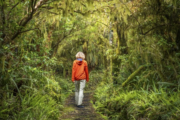 Female hiker on hiking trail in Goblin Forest, gnarled trees, ferns, mosses and lichens. Dawson Falls Walking Tracks, Egmont National Park, Taranaki Region, North Island, New Zealand