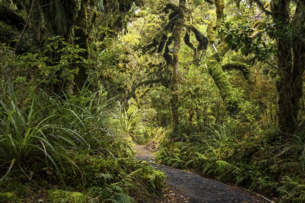 Goblin Forest hiking trail, gnarled trees, ferns, mosses and lichens. Dawson Falls Walking Tracks, Egmont National Park, Taranaki Region, North Island, New Zealand