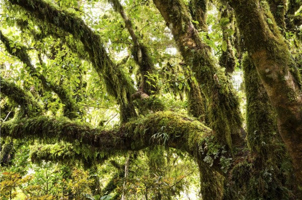 Gnarled tree with mosses and lichens, Goblin Forest, Dawson Falls Walking Tracks, Egmont National Park, Taranaki region, North Island, New Zealand
