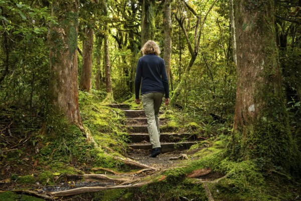 Female hiker on a hiking trail in the forest, old trees, ferns, mosses and lichens. Dawson Falls Walking Tracks, Egmont National Park, Taranaki Region, North Island, New Zealand