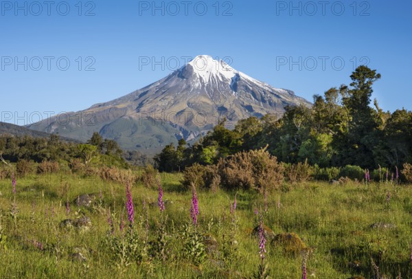 Mount Taranaki, in the foreground blooming foxglove (Digitalis purpurea) Egmont National Park, Taranaki Region, North Island, New Zealand