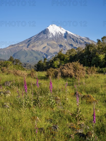 Mount Taranaki, in the foreground blooming foxglove (Digitalis purpurea) Egmont National Park, Taranaki Region, North Island, New Zealand